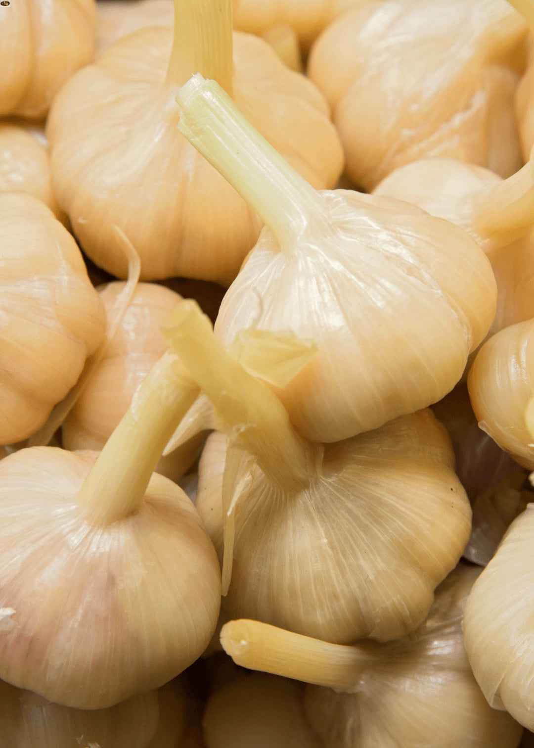 Antep Eingelegter Knoblauch - Image 3