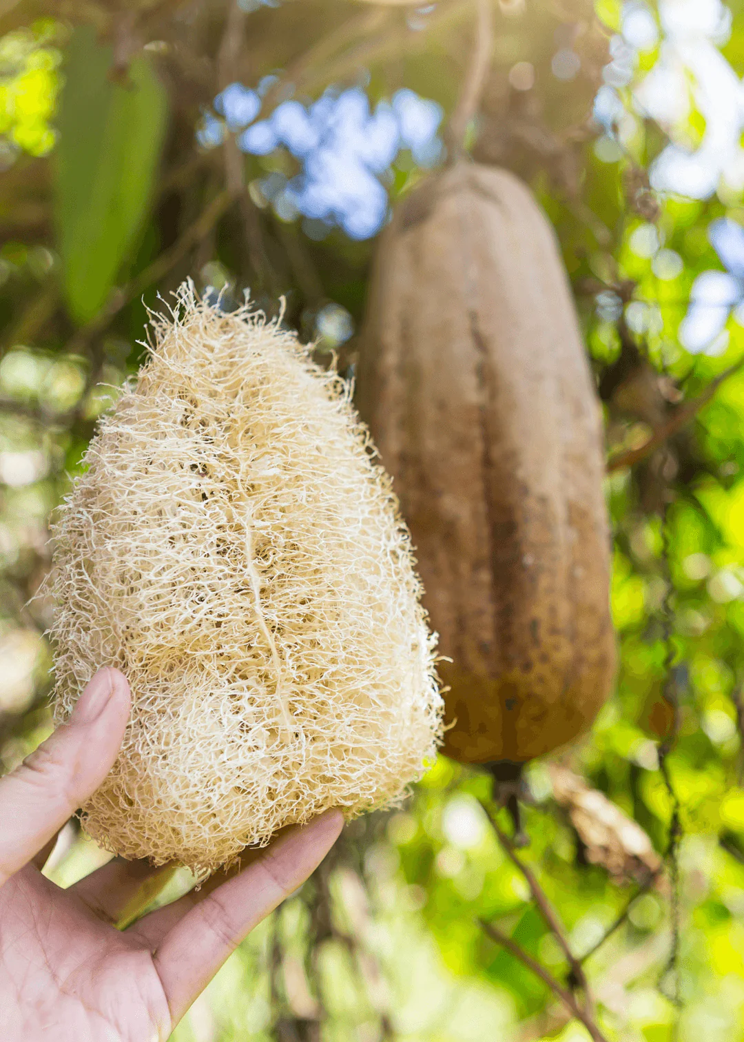 Natur Luffa Schwamm (Kabak Lifi) - Image 3