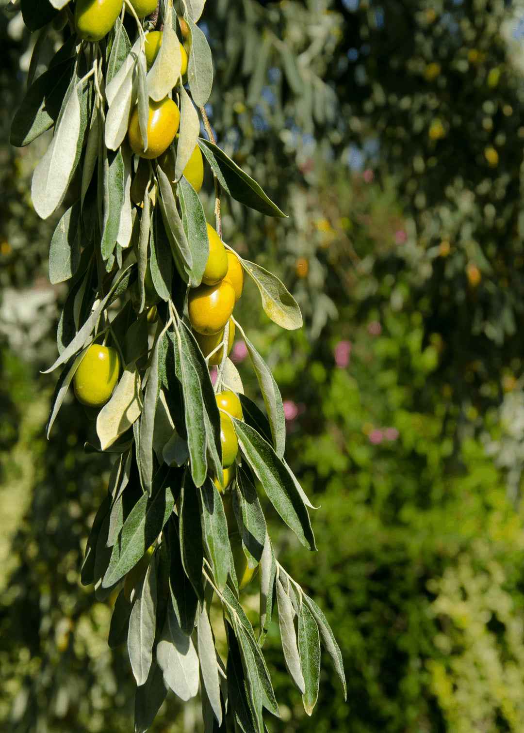 Silberbeere - Image 4